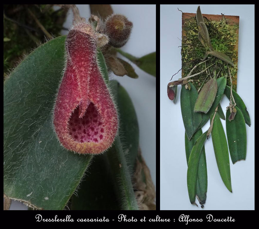 Dresslerella caesariata